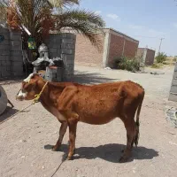 گوساله ماده