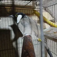 کفتر دستی