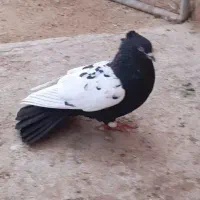 کفتر رنگی خوشکل سینه  معاوضه
