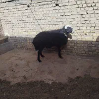 قوچ شال|حیوانات مزرعه|معصومیه, |دیوار