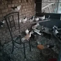کبوتر فروشی