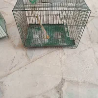 پرنده|پرنده|سنندج, |دیوار