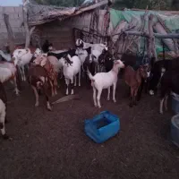 گله بز|حیوانات مزرعه|میناب, |دیوار