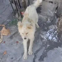 سگ پاکوتاه