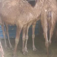 شتر