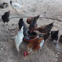 مرغ و خروس