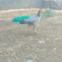 ماده مرغ اصیل