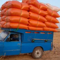 فروش کاه گندم و جو درجه یک به قیمت روز