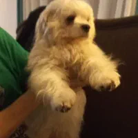 سگ پا کوتاه