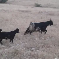 بزکهره داروخشک