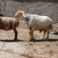 قوچ میش رون