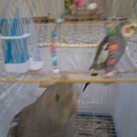 فروش|پرنده|تهران, جی|دیوار