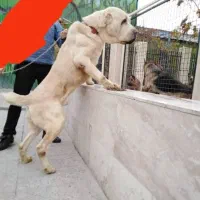 الابای روس مخصوص نگهبانی