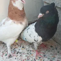 کفتر