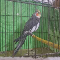 عروس هلندی