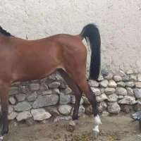 کره مادیان عرب ایرانی اصل