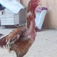 حراتی
