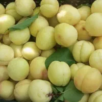 فروش زردالو‌ نوری درشت شیرین