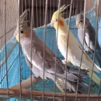 عروس هلندی
