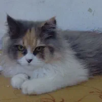 گربه