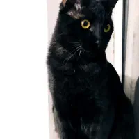 گربه