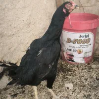 خروس لاری
