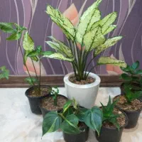 گل آگلونما برفی سینگونیوم اسکاندیس ابلق افوربیا