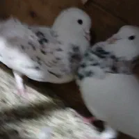 .کبوتر|پرنده|هشتگرد, شهرک وحدت|دیوار