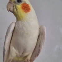 جفت عروس هلندی
