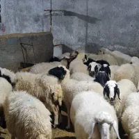 میش هترو و عادی آبستن