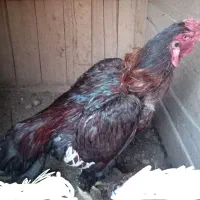 خروس لاری جوجه کش درجه یک دوساله
