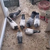 کبوتر رنگی