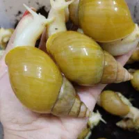 حلزون آلبینو آرایشی کرم موسین  خاویار