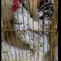 مرغ و خروس سبرایتی
