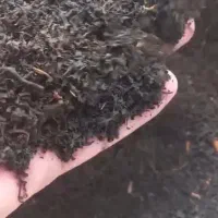 چای بهاره لاهیجان