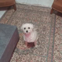واگذاری پودل ماده