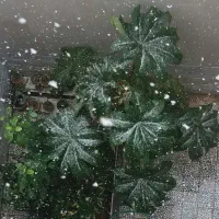 نهال و بذر گیاه
