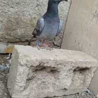 کبوتر