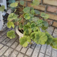 حسن یوسف و شمعدانی