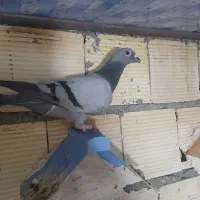 کبوتر نر پلاکی دوخط عراق ۲۰۲۵گرفتنی