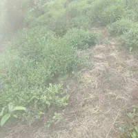 ۵۰۰۰ متر  زمین باغی بر آسفالت روستایی اطاقور