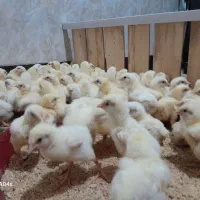 جوجه مرغ گوشتی نژادراس