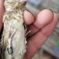 جوجه سهره قناری