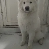 واگذاری سگ سامویید