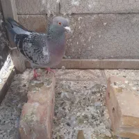 سبز نرو ماده