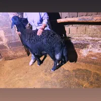 گوسفند قوچ
