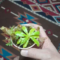 گل و گیاهان حشره خوار و گوشتخوار  آمازون