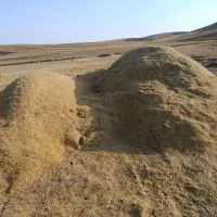 کاه عدس نزدیکه ۴ تن