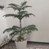 کاج مطبق