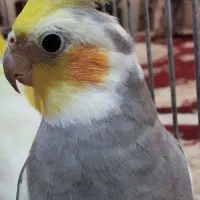 دوتا عروس هلندی نر